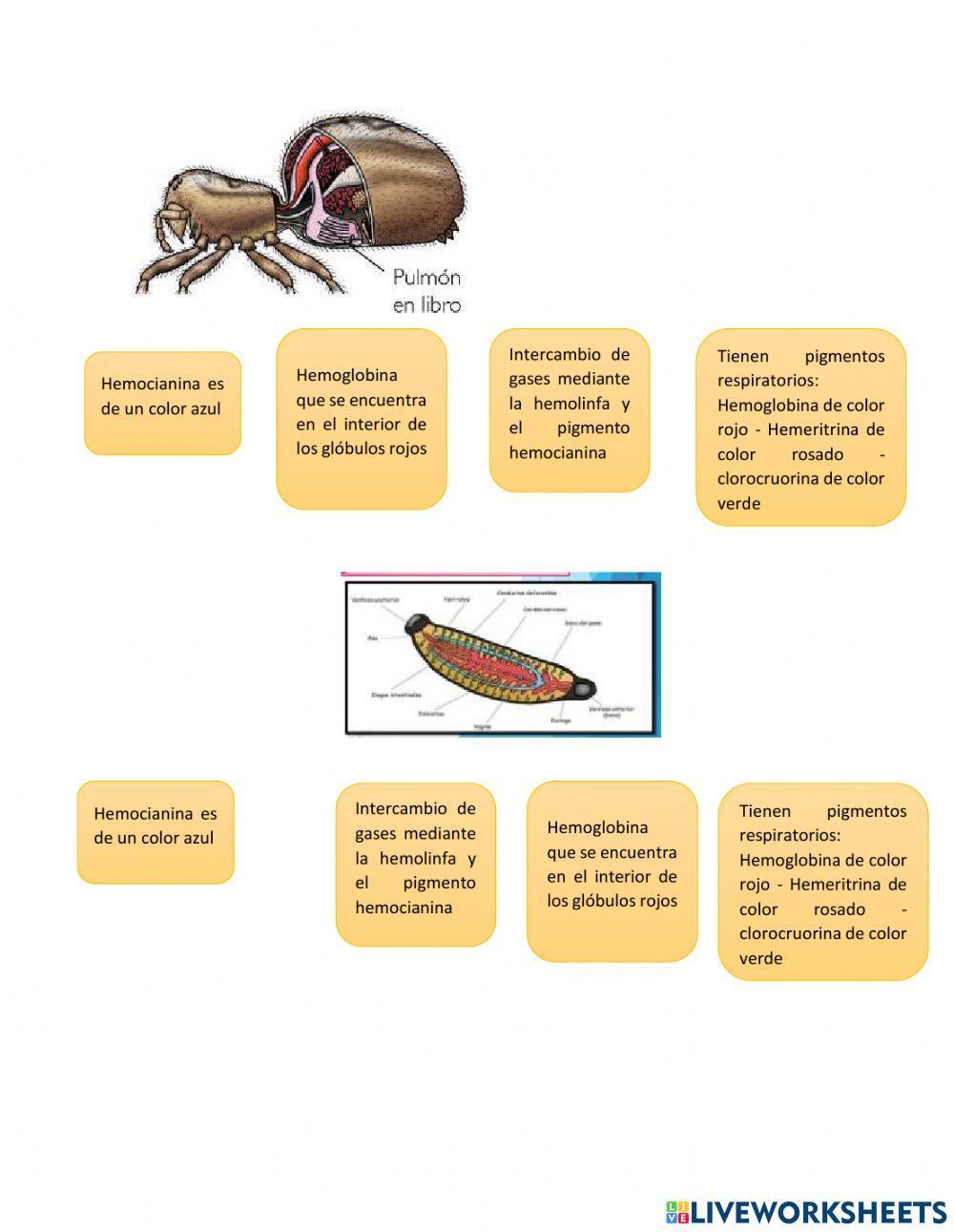 Sistema respiratorio en animales