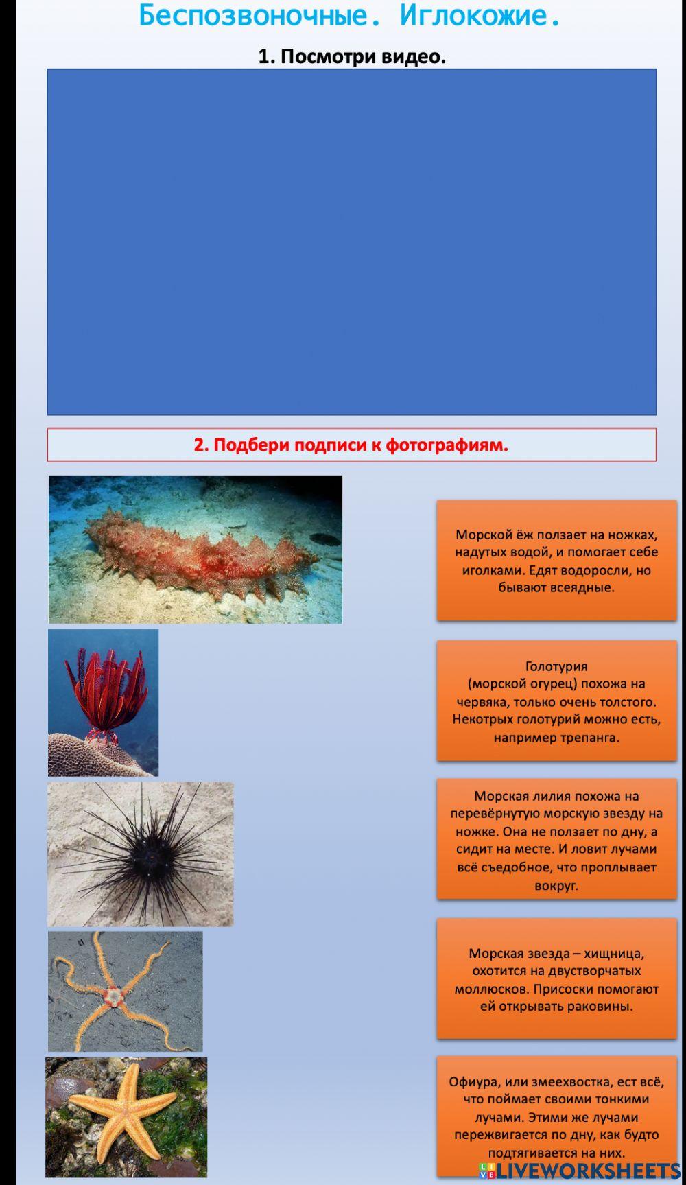 Окружающий мир.Беспозвоночные. Иглокожие