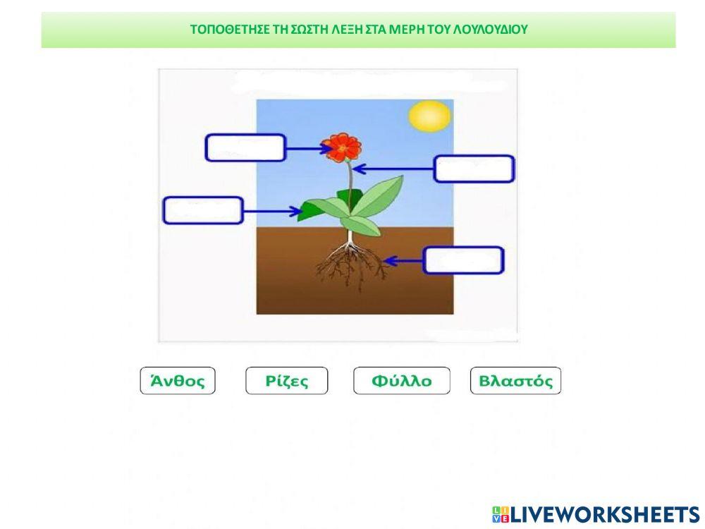 Tα μερη του φυτου