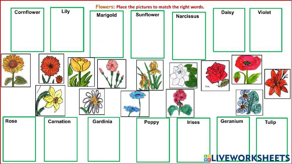 Drag and drops - Flowers