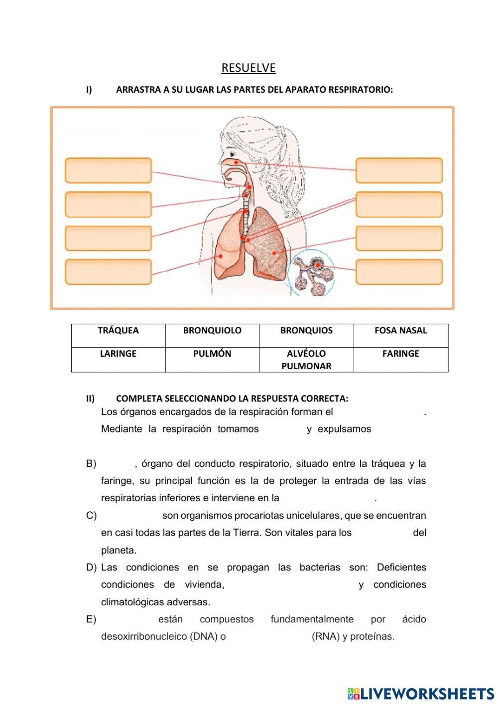 Sistema respiratorio