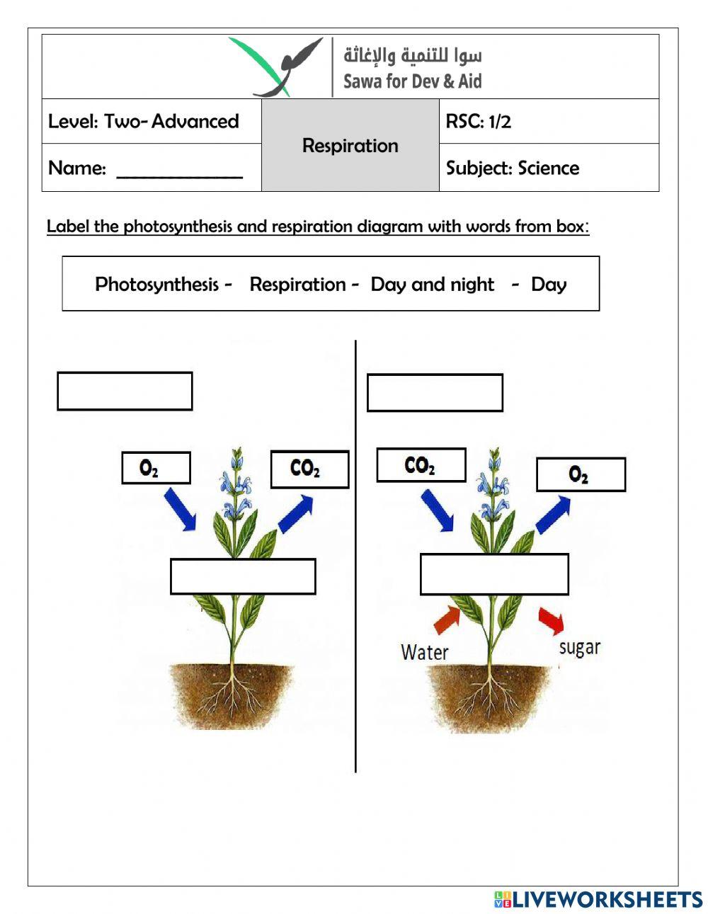 Photosynthesis and respiration