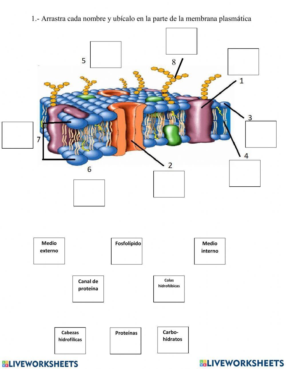 Membrana plasmática
