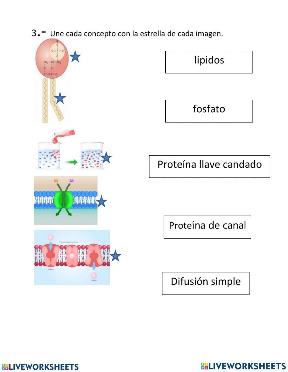 Membrana plasmática