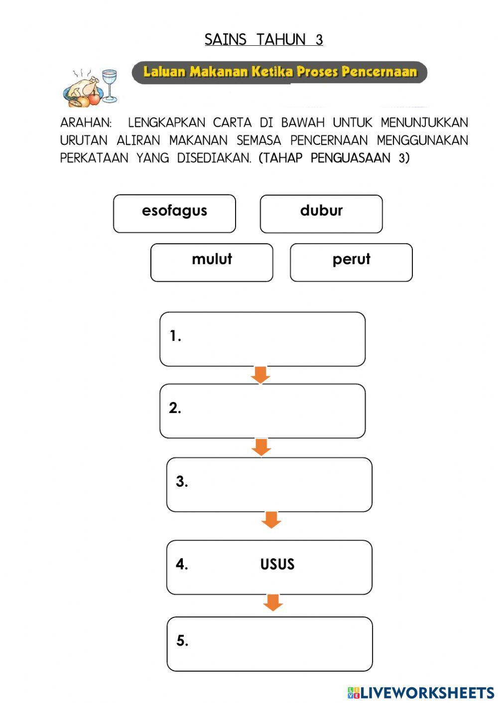 Urutan Aliran Pencernaan Makanan