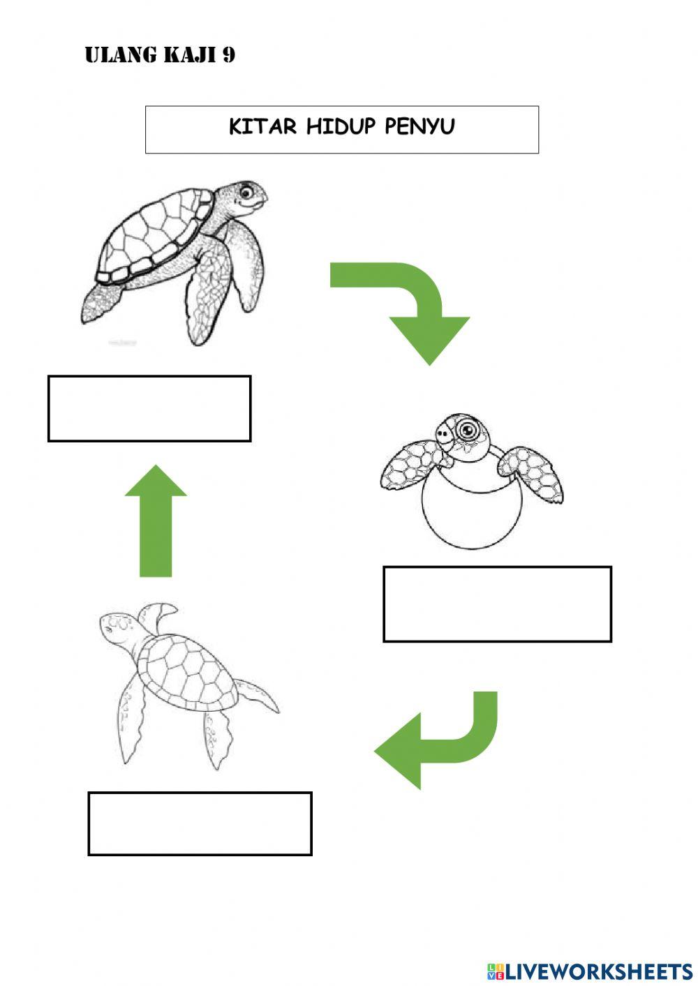 Ulangkaji (Haiwan) tahun 2