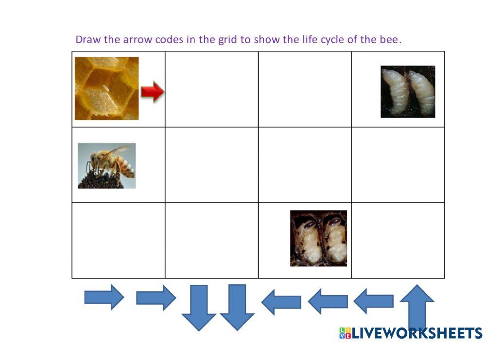 Life cycle of honey bee