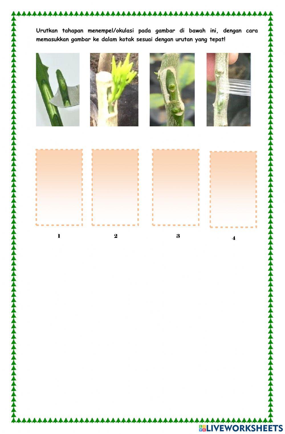 Perkembangbiakan Tumbuhan