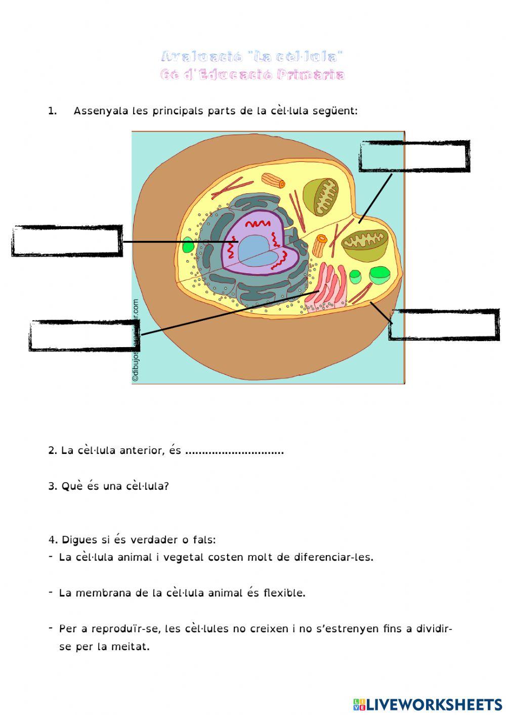 Avaluació cèl·lula 1