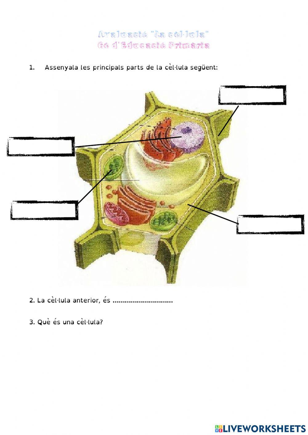 Avaluació cèl·lula 2