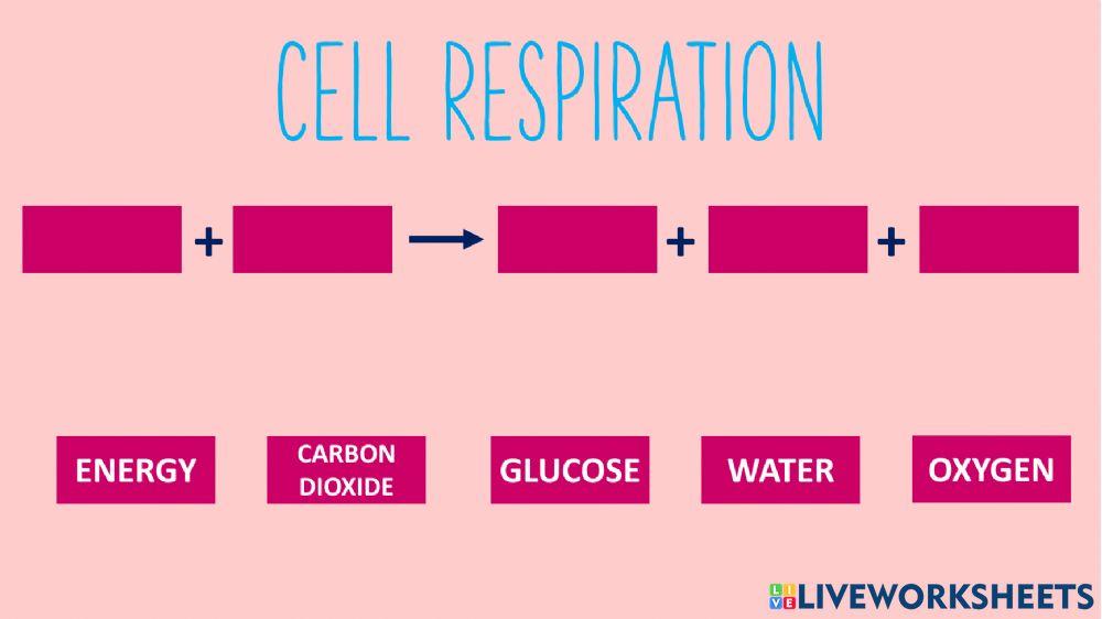 Respiration Respiration