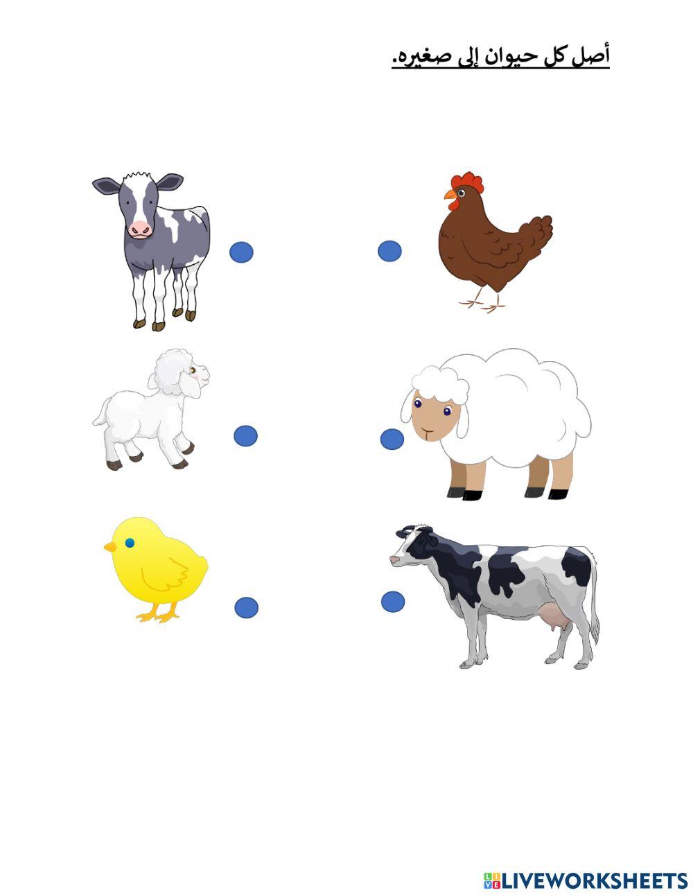 حيوانات المزرعة وصغارها