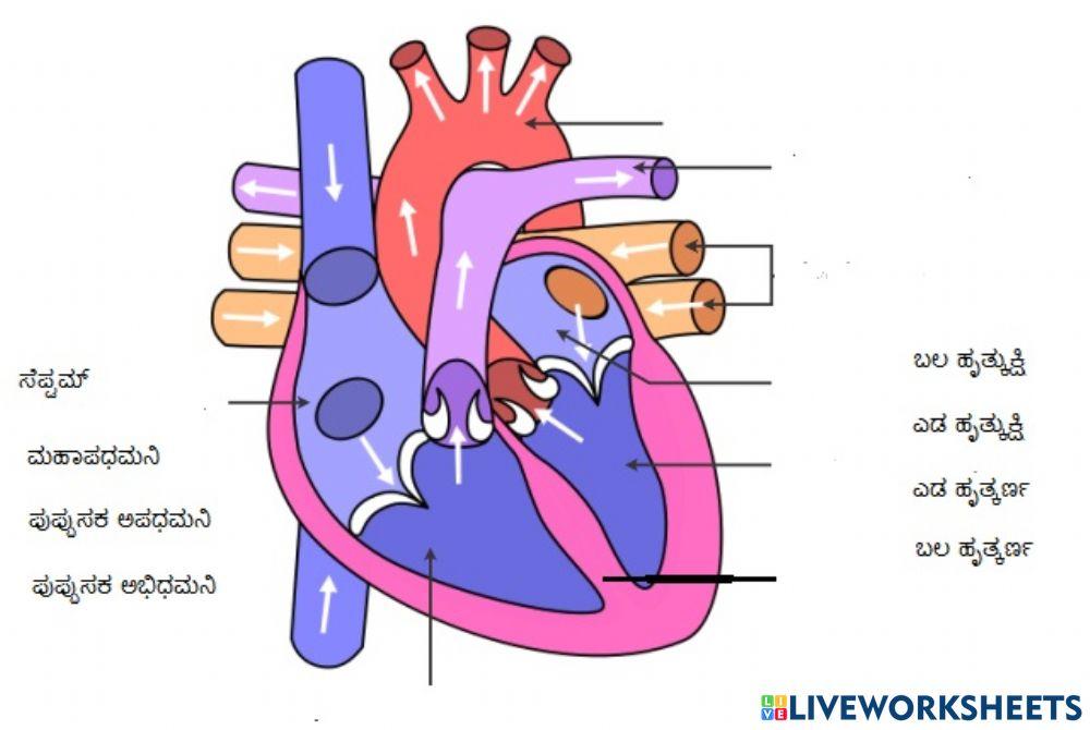 ಹೃದಯದ ಭಾಗಗಳನ್ನು ಗುರುತಿಸಿ