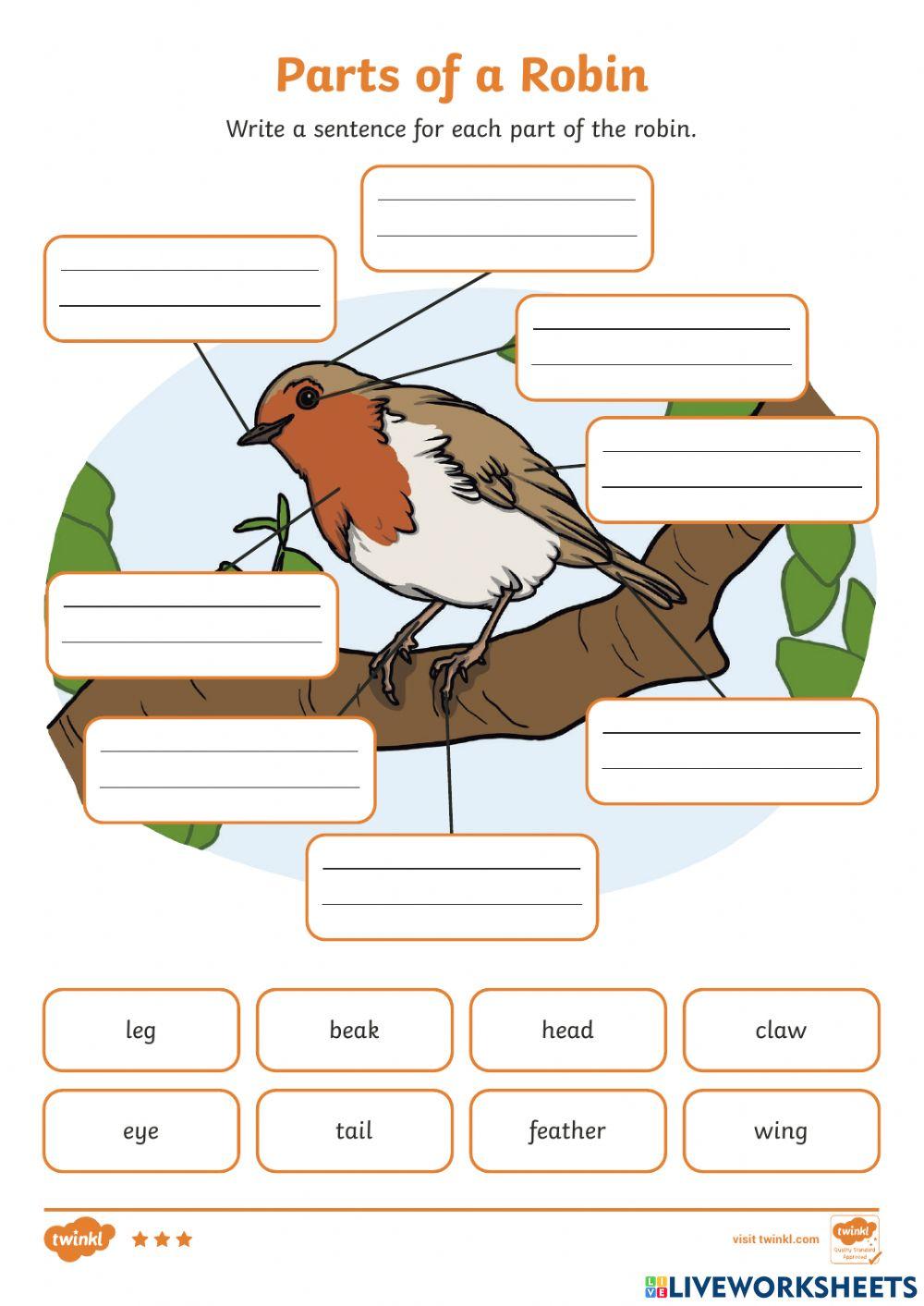 Vocabulary - Birds