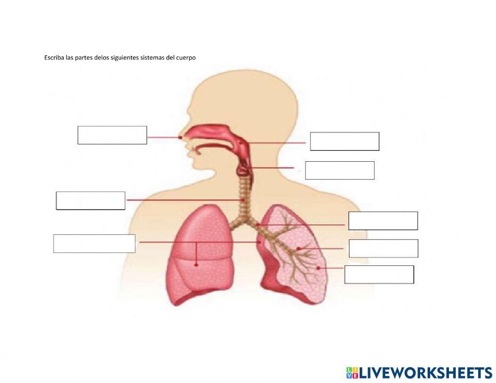 Sistemas respiratorio y femenino