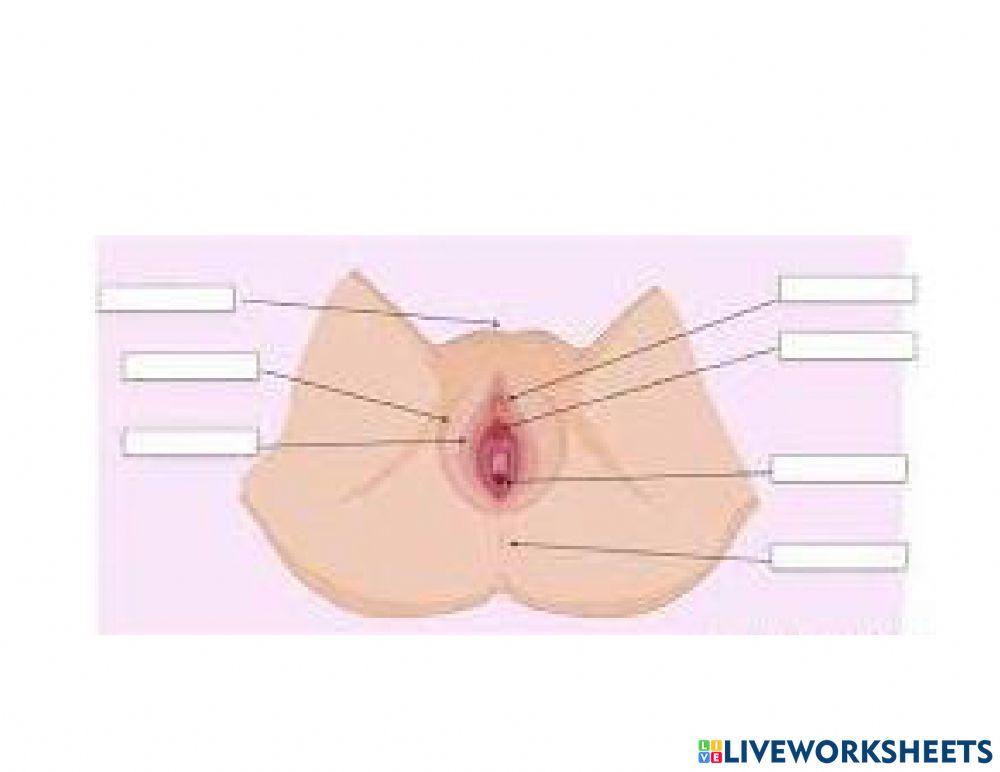 Sistemas respiratorio y femenino