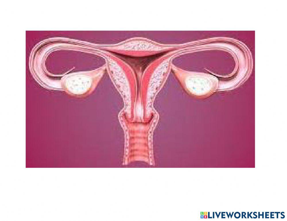 Sistemas respiratorio y femenino