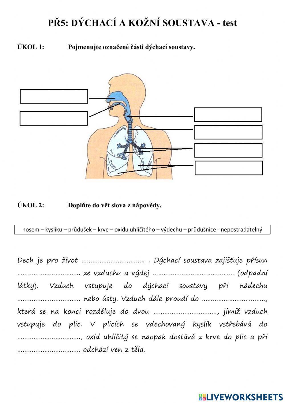 PŘ5 - dýchací a kožní soustava (test)