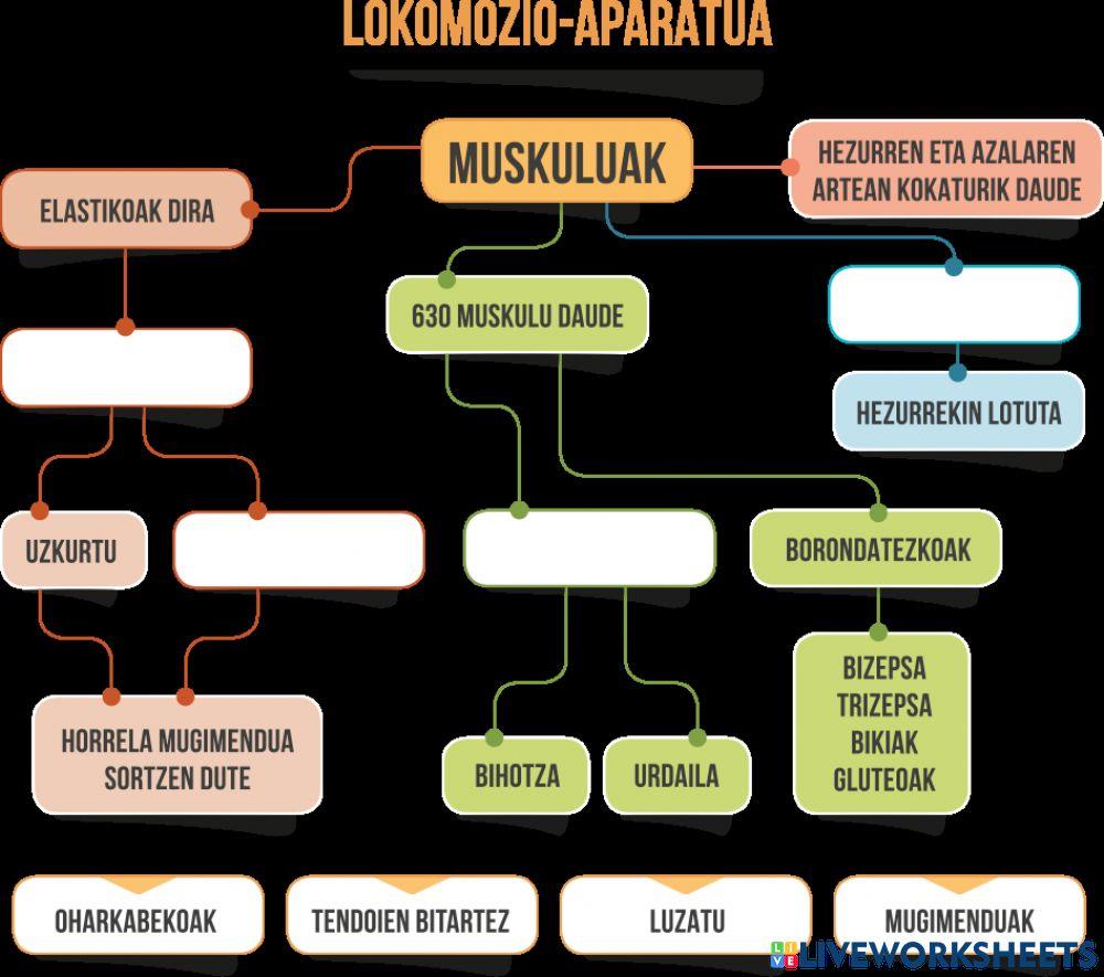 Lokomozio aparatua 2