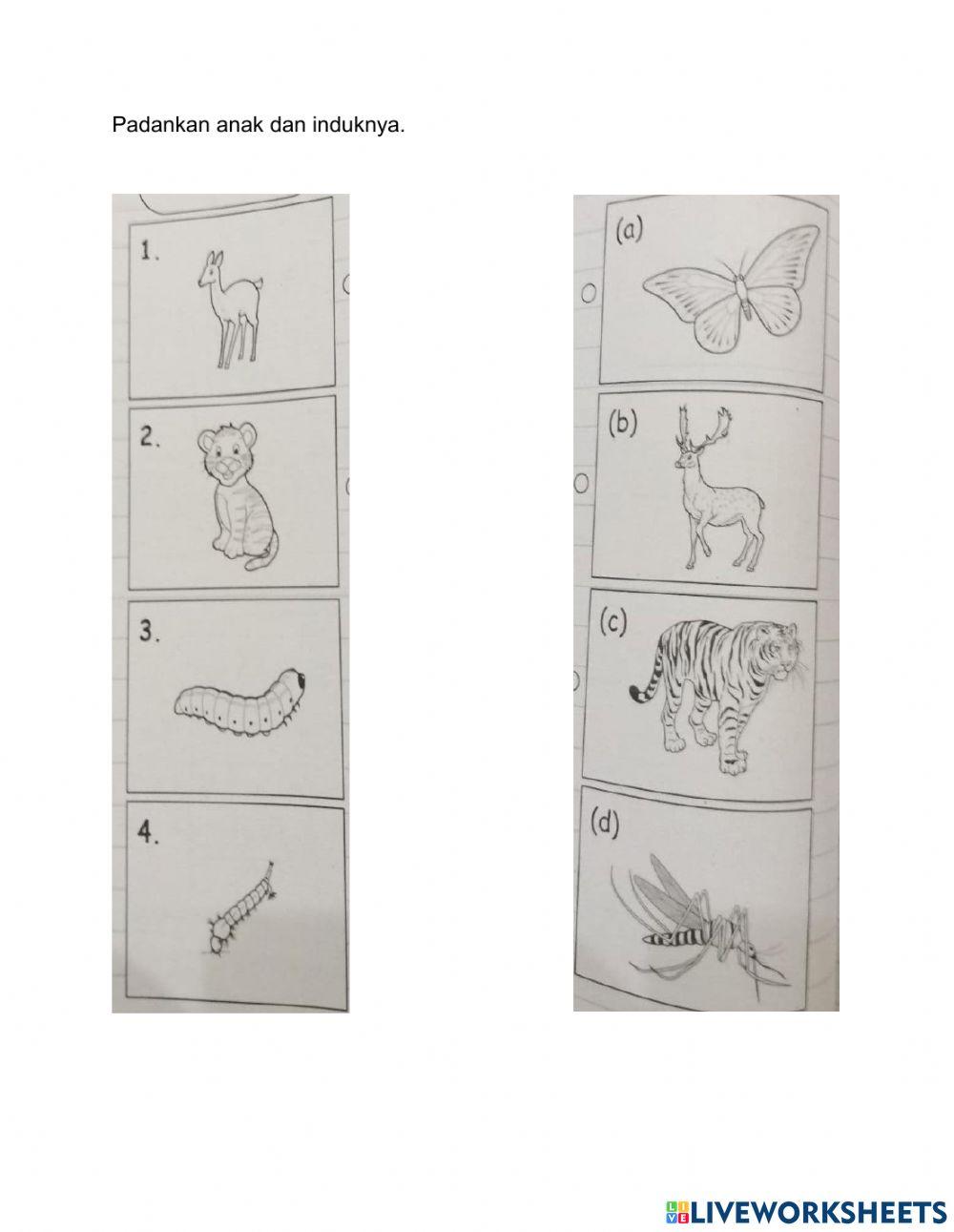 Latihan sains tahun 2 : 18.5.2021