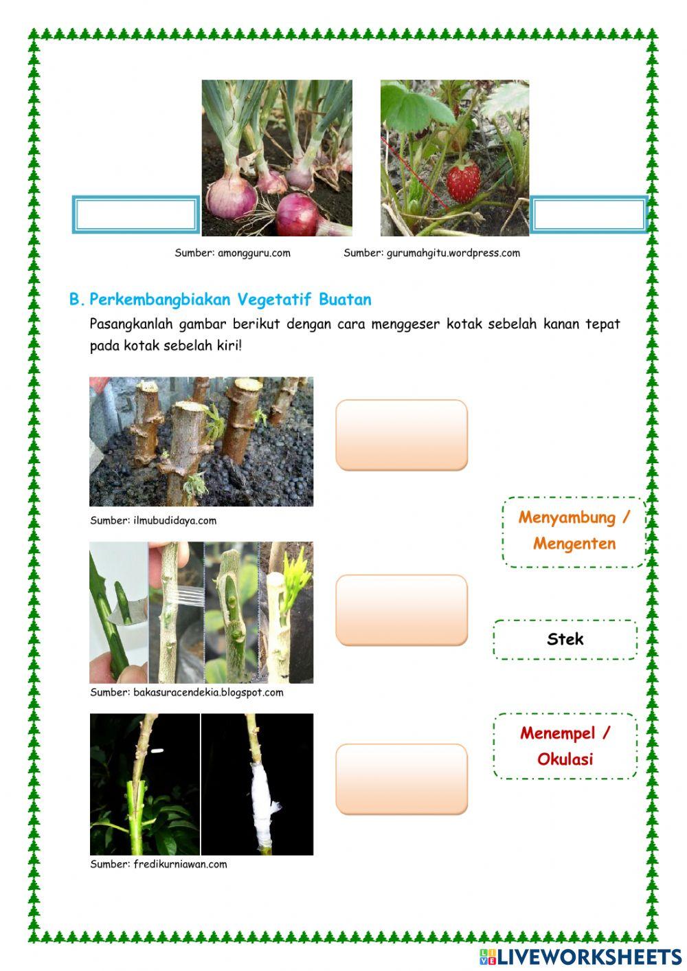 Perkembangbiakan pada Tumbuhan