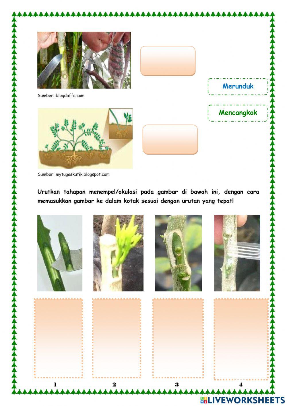 Perkembangbiakan pada Tumbuhan