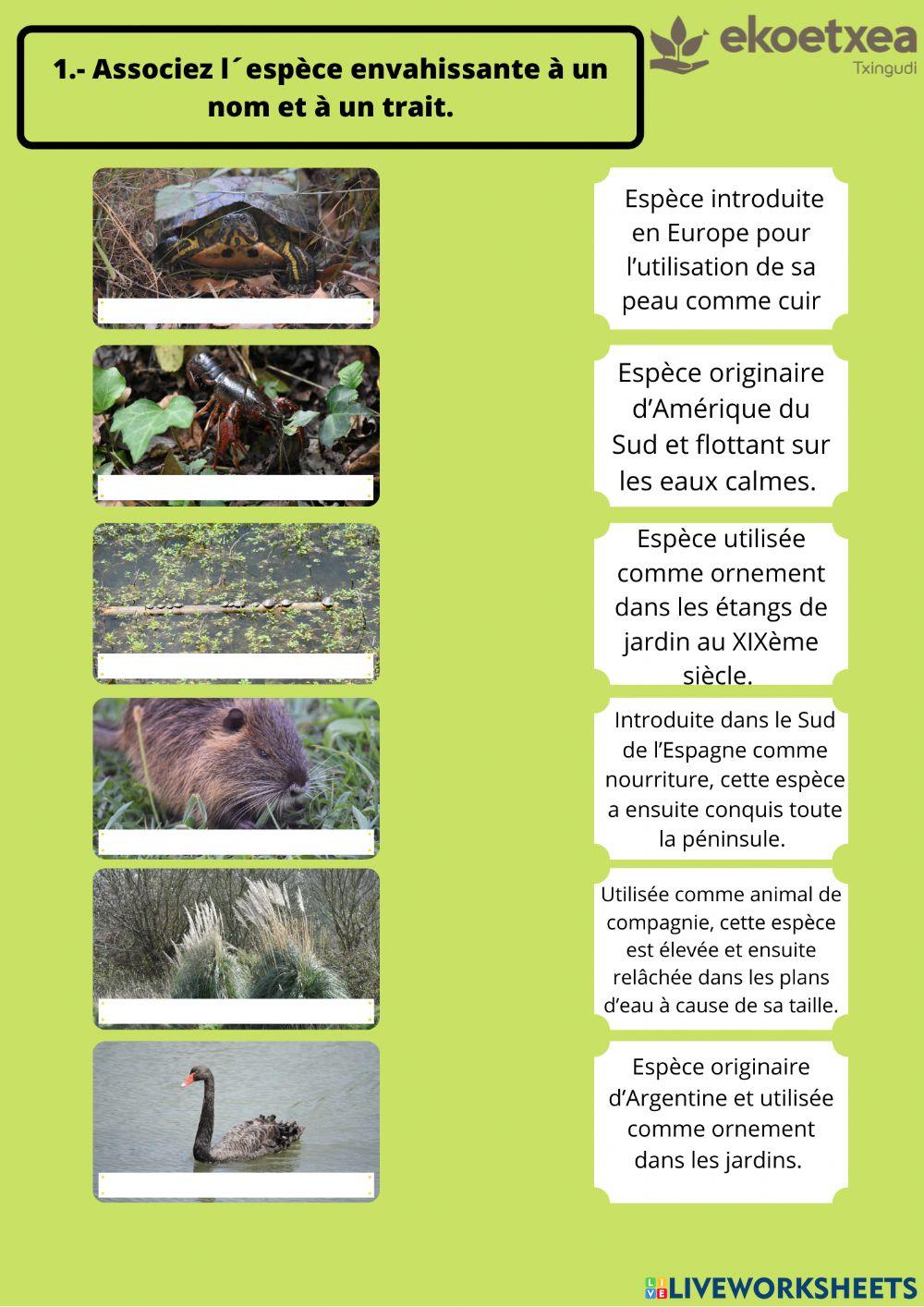 Associez l'espèce envahissante à un nom et à un trait