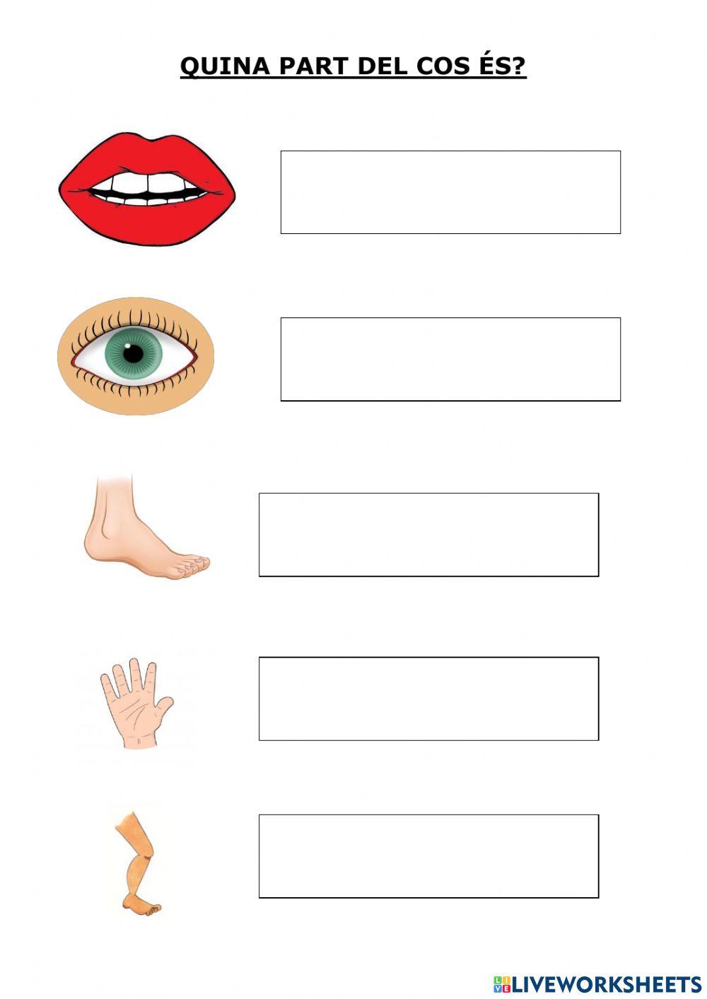 Quina part del cos és?