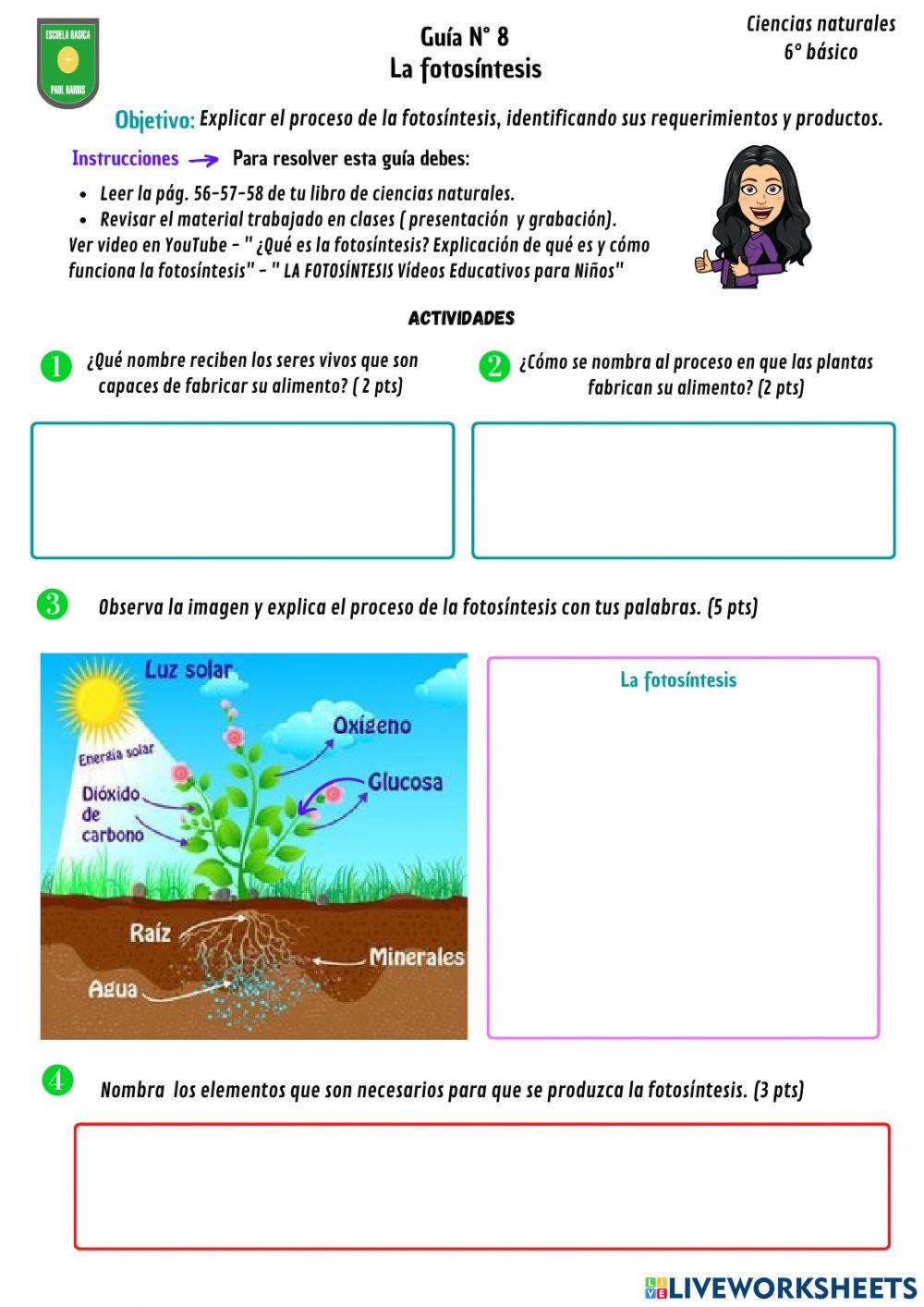 Guía N° 8 La fotosíntesis