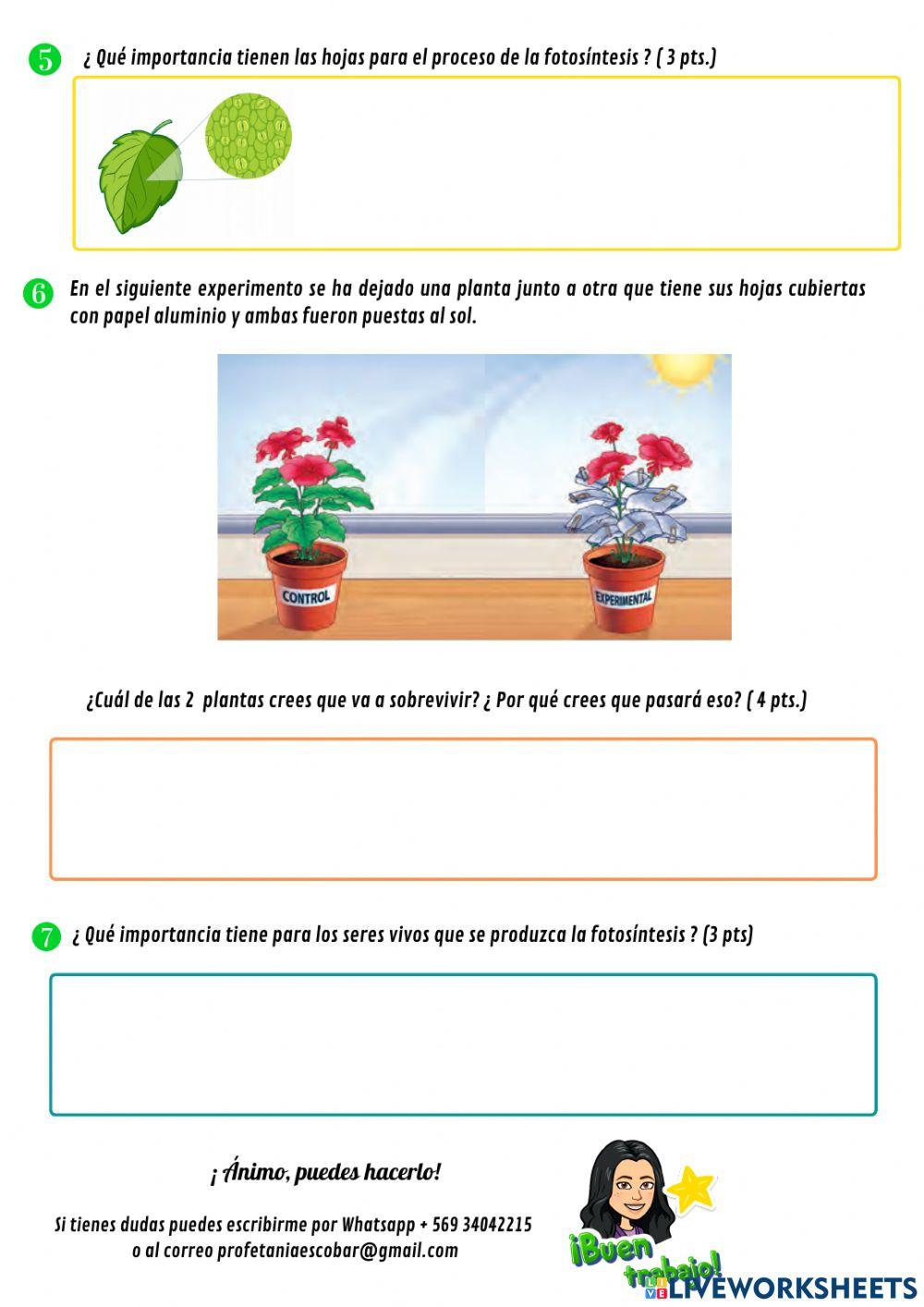 Guía N° 8 La fotosíntesis