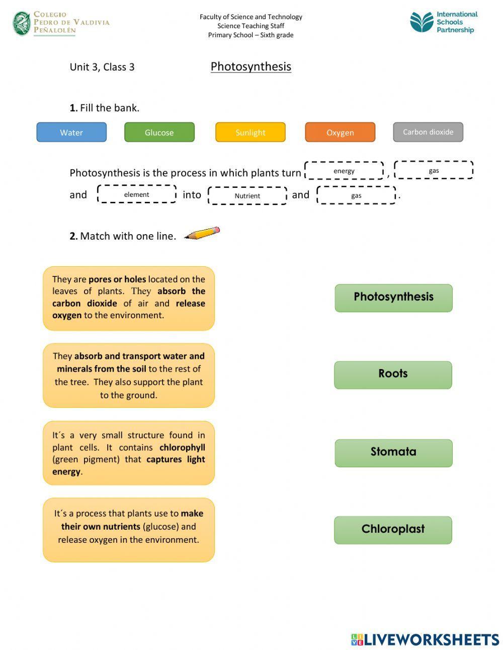 Parts of Plants and Their Functions worksheet Live Worksheets