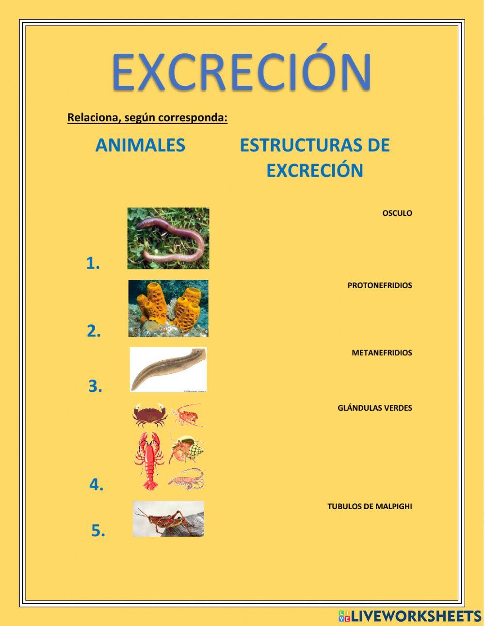 Excreción