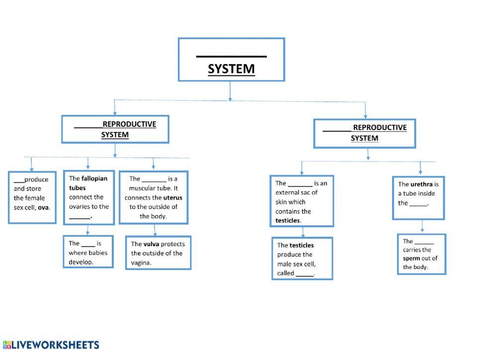 Reproductive System scheme