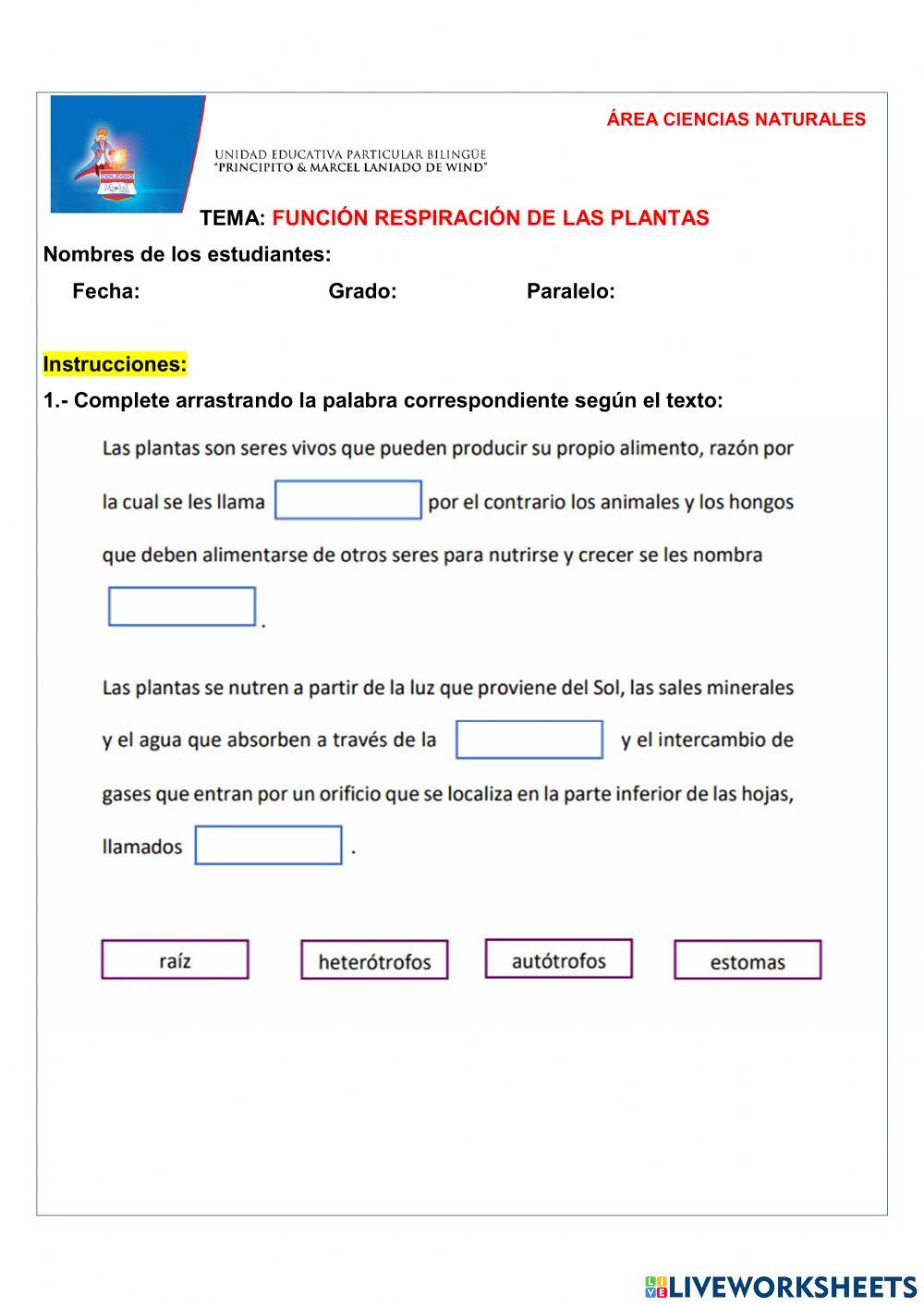 Función respiración de las plantas