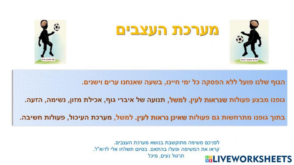 מערכת העצבים - כיתה ו