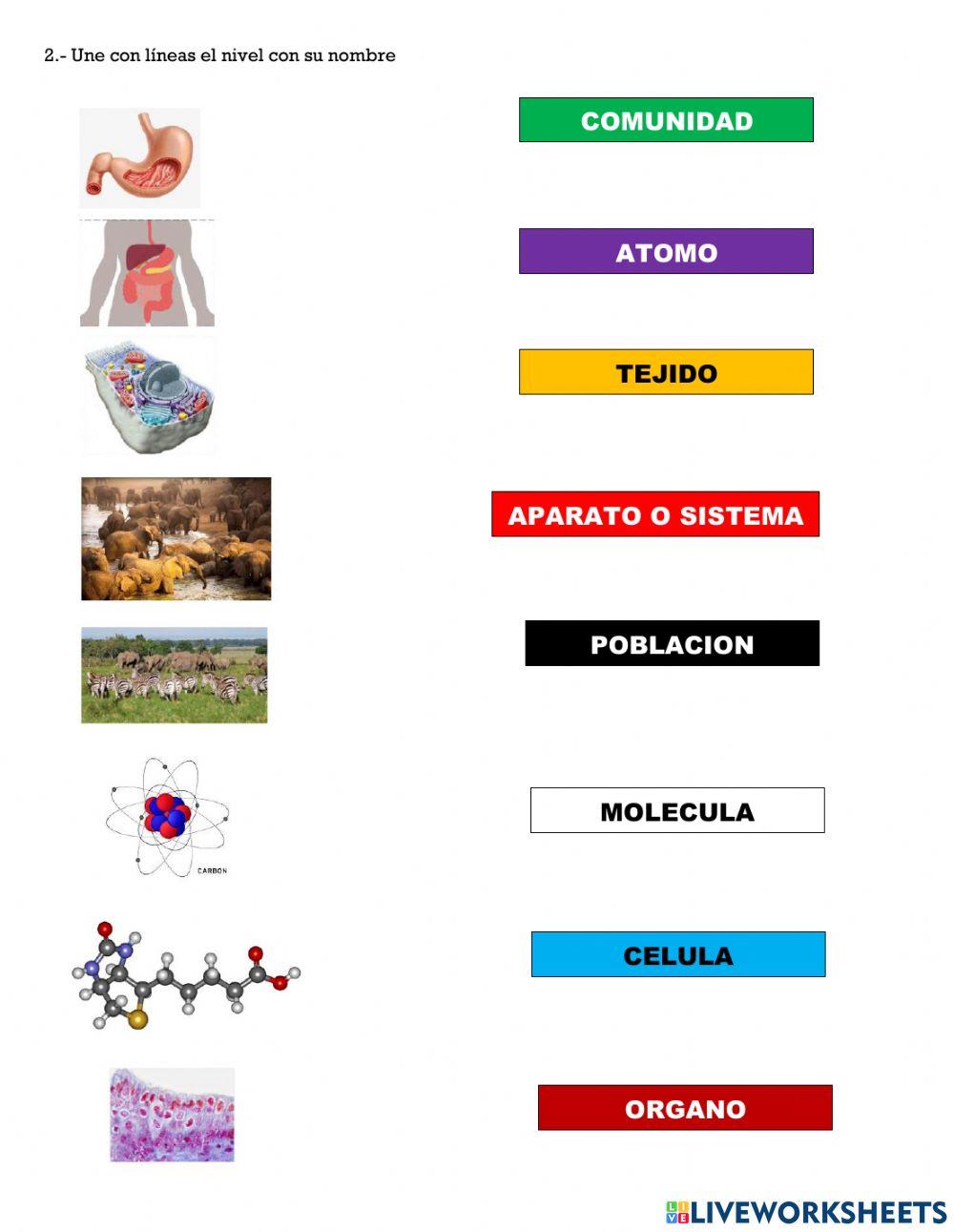 Nieveles de organiacion ecologica