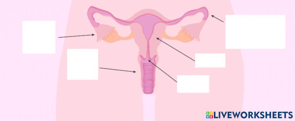Parts de la vagina