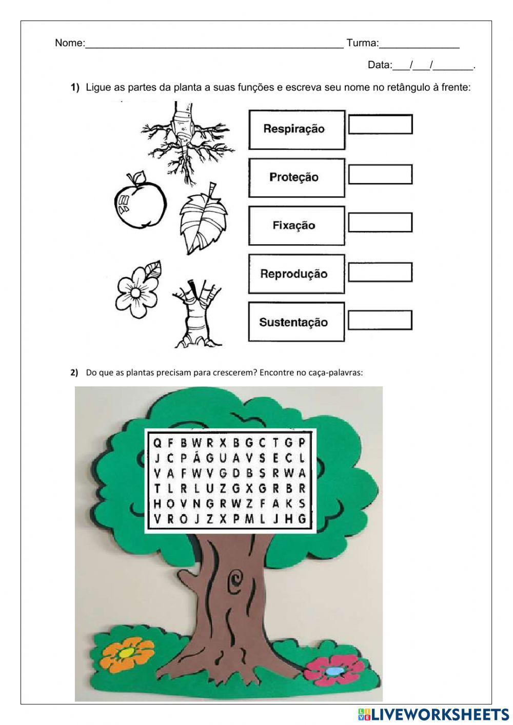 As partes da planta e suas funções