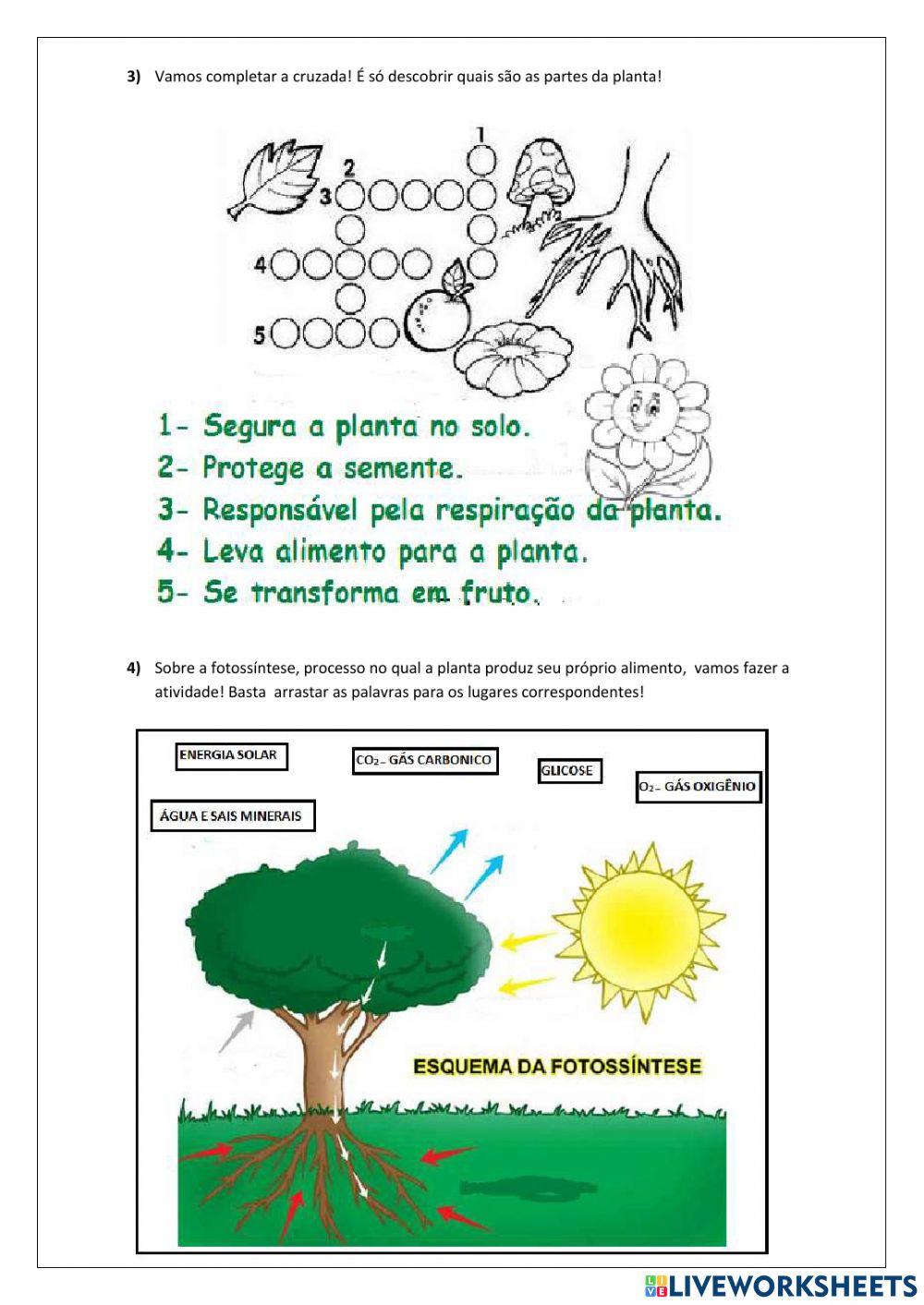 As partes da planta e suas funções