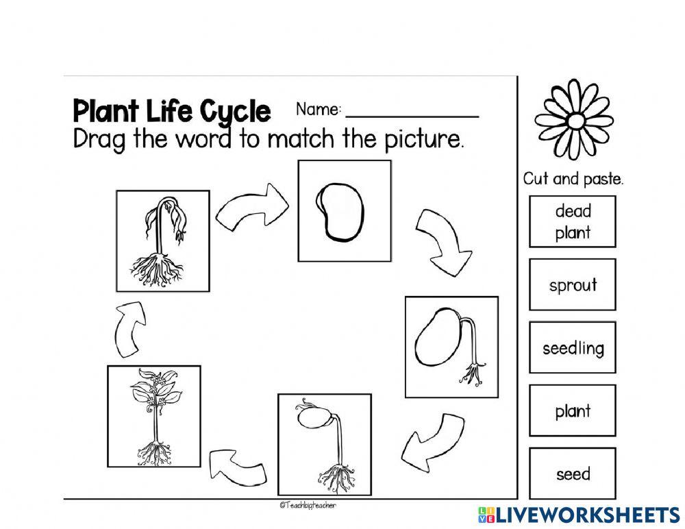Plant Life Cycle