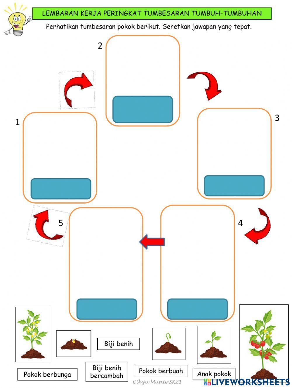 Peringkat tumbesaran tumbuhan