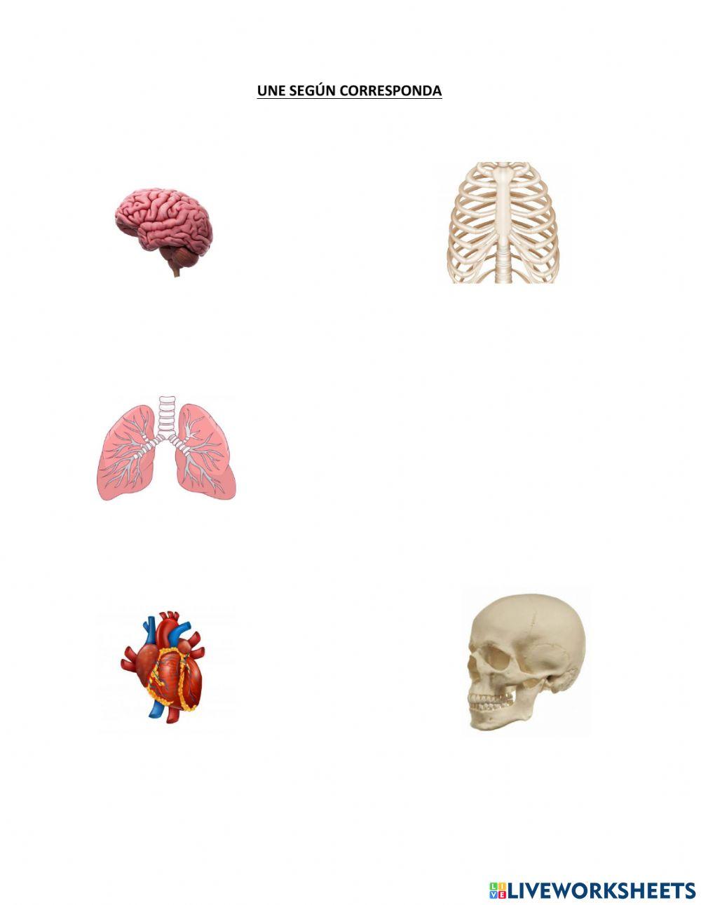 Cuerpo humano: huesos y órganos