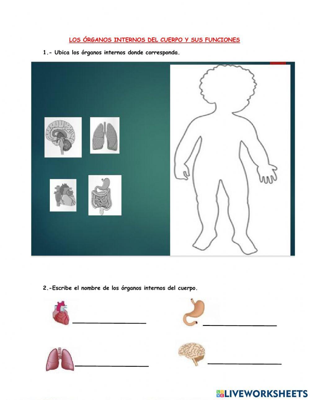 Organos internos del cuerpo y sus funciones