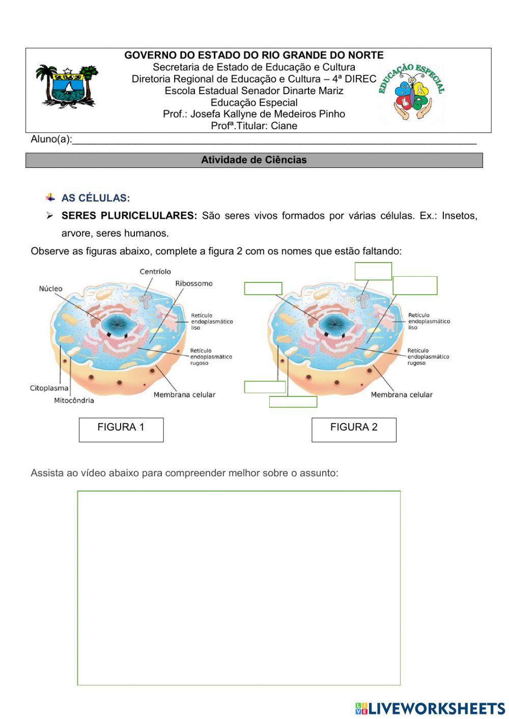 Organização do Corpo Humano