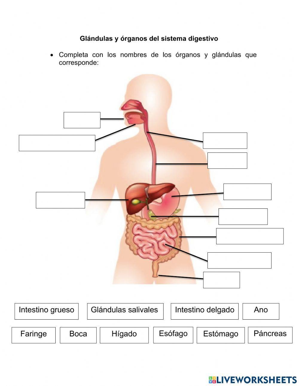 Sistema digestivo Sistema digestivo
