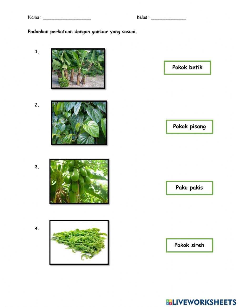 Jenis-jenis tumbuhan