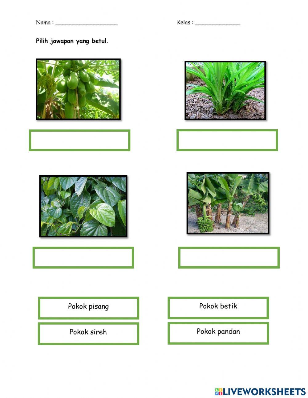 Jenis-jenis tumbuhan