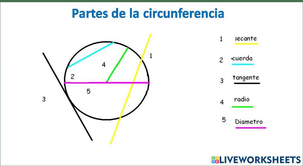 Partes de la circunferencia