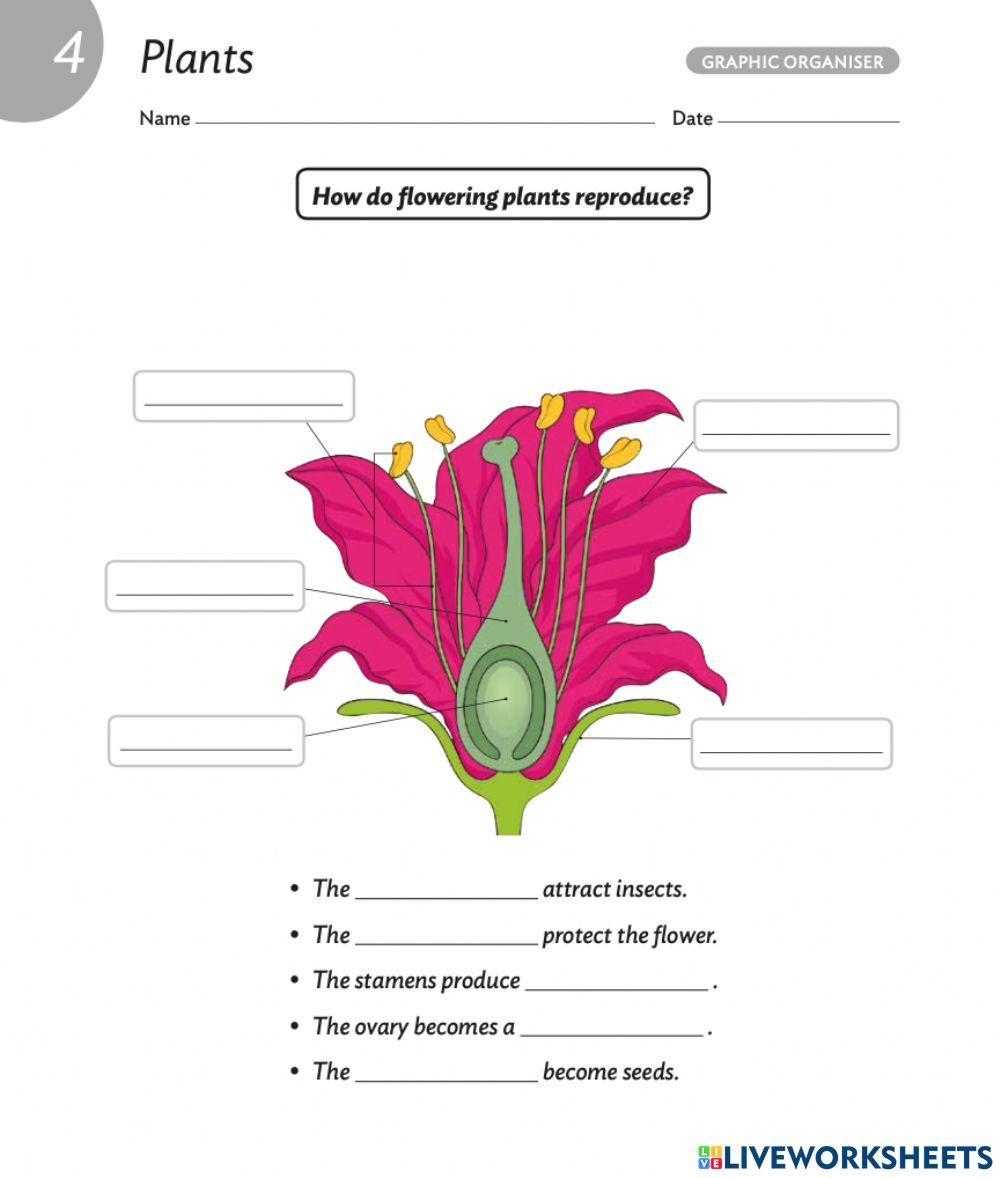 Parts Of The Flower Online Worksheet For 3 Live Worksheets parts-of-the-flower-online-worksheet-for-3-live-worksheets