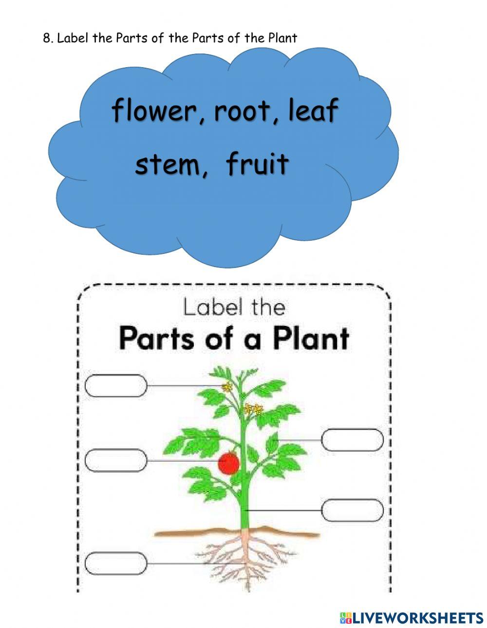 Types of Root Plants